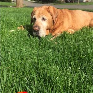 Meet your Posher, Sandy